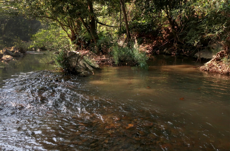 habitat d'Ambastaia sidthimunki