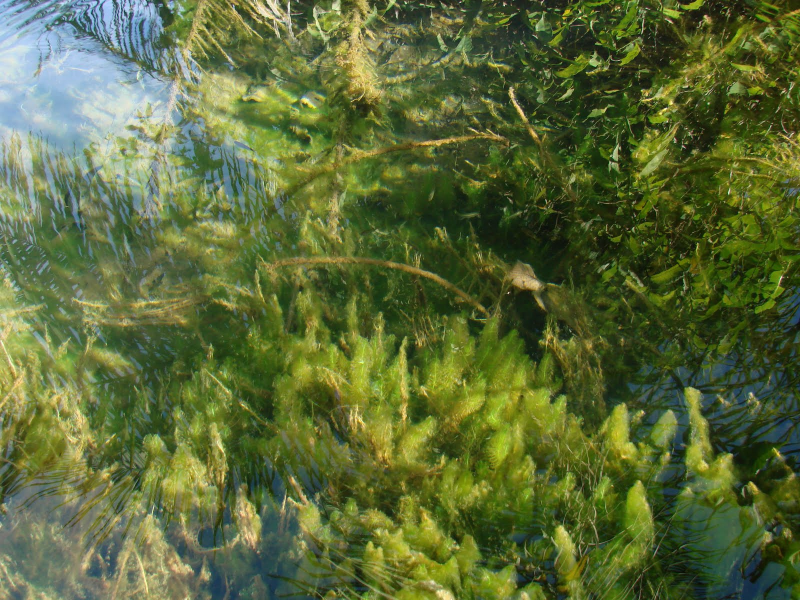 Habitat d'Hyphessobrycon herbertaxelrodi