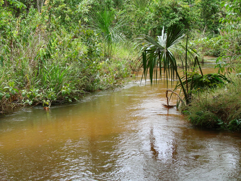Habitat d'Hyphessobrycon herbertaxelrodi