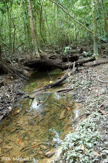 Habitat de Pangio semicincta