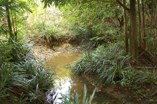 Habitat de Pangio semicincta