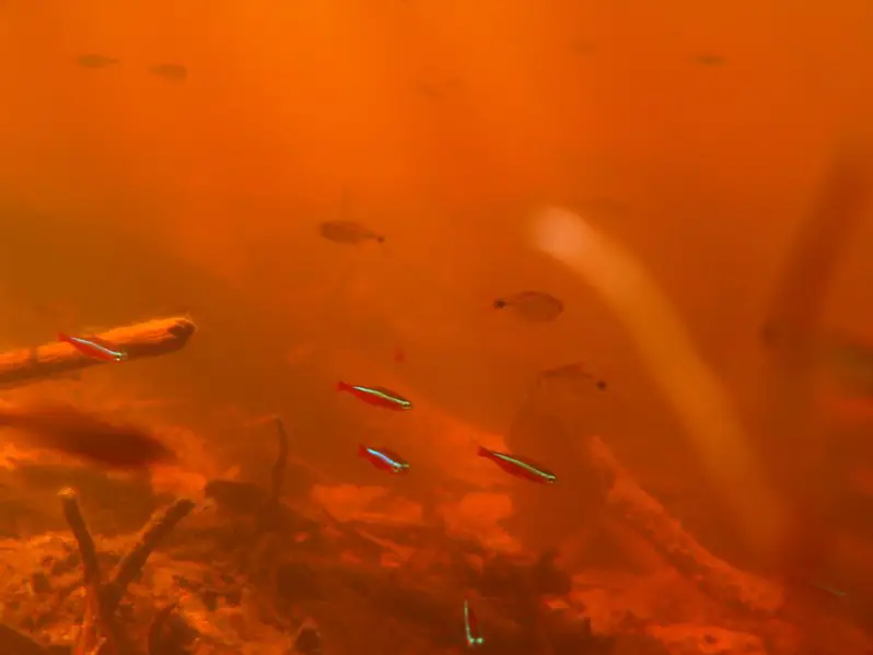 Habitat de Paracheirodon axelrodi