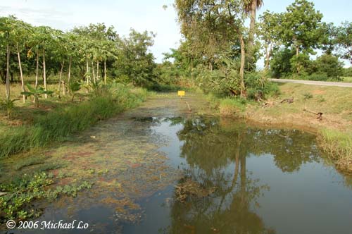 Habitat de Trichopsis pumila