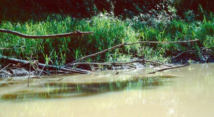 Habitat d'Otocinclus