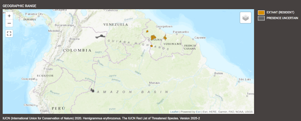 Distribution de Hemigrammus erythrozonus