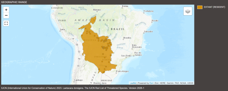 Distribution de Laetacara dorsigera