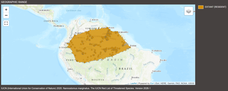Distribution de Nannostomus marginatus