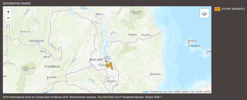 Distribution de Nimbochromis venustus