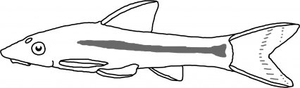 Otocinclus affinis