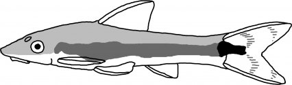 Otocinclus vittatus