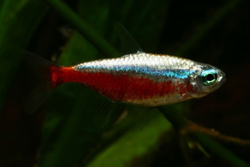 Forme "platinum" de Paracheirodon axelrodi