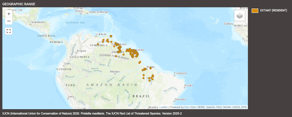 Distribution de Pristella maxillaris