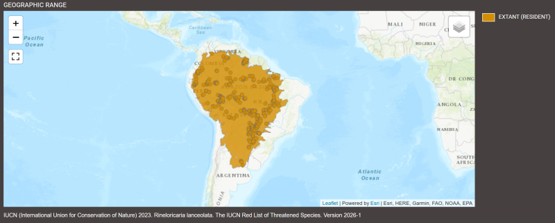 Distribution de Rineloricaria lanceolata