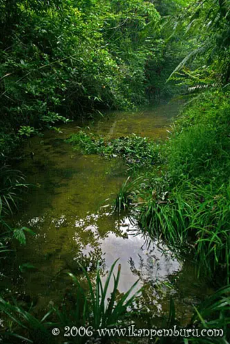Habitat at Wangzi Mountain, Guangdong province, China. © Zhou Hang