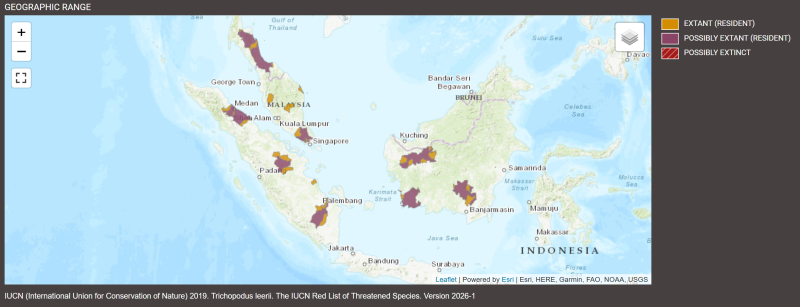 Distribution de Trichopodus leerii