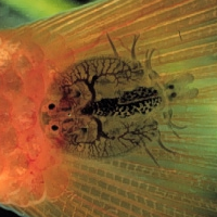 Argulus - Poux des poissons