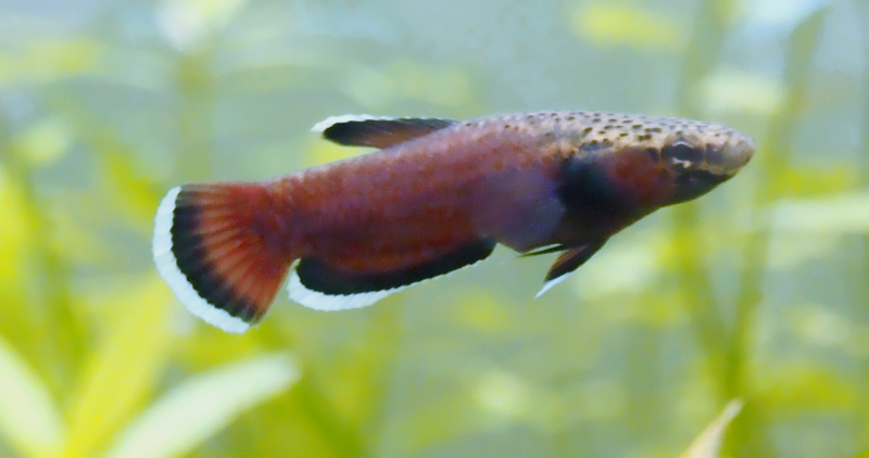 Betta albimarginata