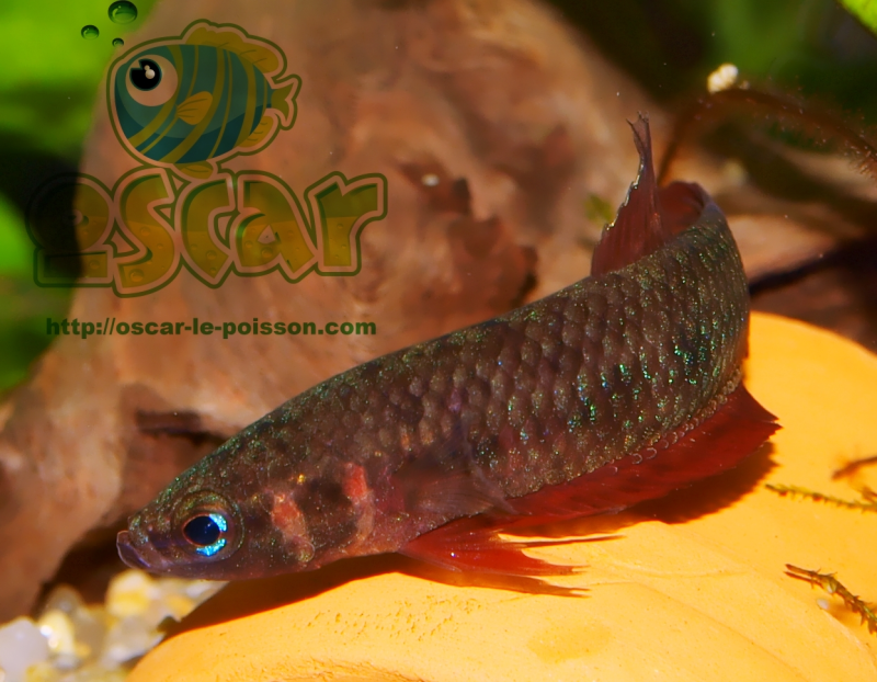 Betta coccina