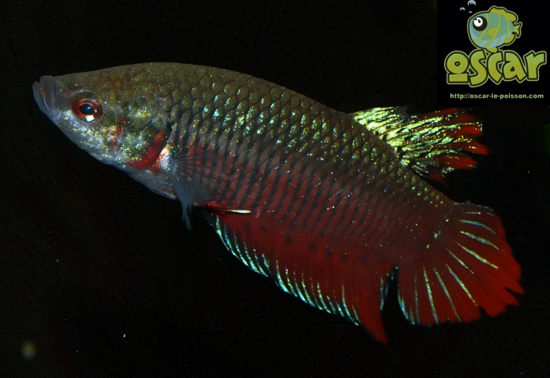 Forme naturelle de Betta splendens